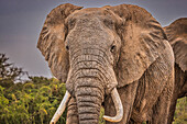 Elefantengesicht, Amboseli-Nationalpark, Afrika