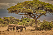 Elefantenfamilie, Amboseli-Nationalpark, Afrika