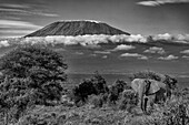 Kilimandscharo am Morgen mit Elefant, Amboseli-Nationalpark, Afrika