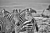 Zebras on alert, Amboseli National Park, Africa