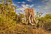 Craig der Elefant, größter Amboseli-Elefant, Amboseli-Nationalpark, Afrika