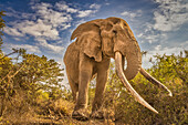 Craig der Elefant, größter Amboseli-Elefant, Amboseli-Nationalpark, Afrika