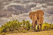 Craig the Elephant, largest Amboseli elephant, Amboseli National Park, Africa