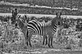 Zebras in Alarmbereitschaft, Tsavo-West-Nationalpark, Afrika