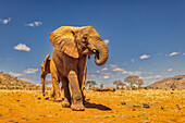 Elefantenbaby, Tsavo-West-Nationalpark, Afrika