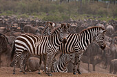 Plains zebras, Equus quagga, among a herd of wildebeests, Connochaetes taurinus. Masai Mara National Reserve, Kenya.