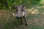 A Close-up portrait of a warthog, Phacochoerus africanus. Masai Mara National Reserve, Kenya.