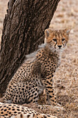 Porträt eines Gepardenjungen, Acinonyx jubatus, der an einem Baumstamm sitzt. Seine Mutter ruht in der Nähe. Masai Mara-Nationalreservat, Kenia.