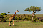 Portrait of a Masai giraffe, Giraffa camelopardalis. Masai Mara National Reserve, Kenya.