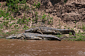 Zwei Nilkrokodile, Crocodylus niloticus, ruhen an einem Ufer des Mara-Flusses. Masai Mara Nationalreservat, Kenia.