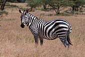 Porträt eines Steppenzebras oder Gewöhnlichen Zebras, Equus quagga. Samburu-Wildreservat, Kenia.