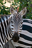 Porträt eines Steppenzebras oder Gewöhnlichen Zebras, Equus quagga. Samburu-Wildreservat, Kenia.