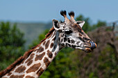 Close-up portrait of a Masai giraffe, Giraffa camelopardalis. Masai Mara National Reserve, Kenya.