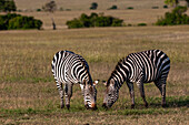 Zwei Steppenzebras, Equus quagga, beim Grasen. Masai Mara Nationalreservat, Kenia.