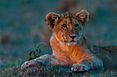 Porträt eines Löwenjungen, Panthera leo, der bei Sonnenuntergang ruht. Masai Mara Nationalreservat, Kenia.