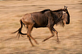 Portrait of a wildebeest, Connochaetes taurinus, running. Masai Mara National Reserve, Kenya.