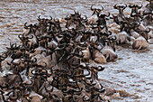 A herd of migrating wildebeests, Connochaetes taurinus, crossing the Mara River. Masai Mara National Reserve, Kenya.