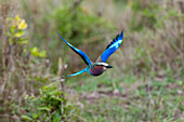 A lilac-breasted roller, Coracias caudata, in flight. Masai Mara National Reserve, Kenya.