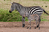 Ein Steppenzebra, Equus quagga, mit seinem Jungtier. Masai Mara Nationalreservat, Kenia.