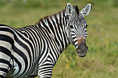 Nahaufnahme eines gewöhnlichen Zebras, Equus quagga, im Amboseli-Nationalpark, Kenia, Afrika.