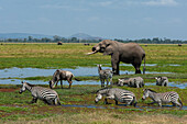 Ein afrikanischer Elefant, Loxodonta Africana, Zebras, Equus quagga, und ein Gnu, Connochaetes taurinus, trinken an einem Wasserloch. Amboseli-Nationalpark, Kenia, Afrika.