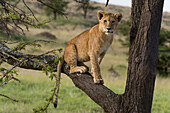 Ein Löwenjunges, Panthera leo, sitzt auf dem Ast eines Baumes. Masai Mara-Nationalreservat, Kenia, Afrika.