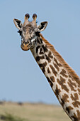 Eine weibliche Masai-Giraffe, Giraffa camelopardalis Tippelskirchi, im Masai Mara National Reserve, Kenia, Afrika.