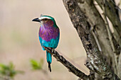 A lilac-breasted roller, Coracias caudata, perched on a tree branch. Masai Mara National Reserve, Kenya, Africa.