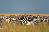 Eine Herde Steppenzebras, Equus quagga, grast im Gras im Masai Mara National Reserve, Kenia, Afrika.