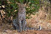Ein Leopard, Panthera pardus, ruht sich im Schatten aus, Samburu National Reserve, Kenia. Kenia.