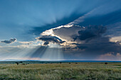 Masai Mara National Reserve in Kenya. Masai Mara National Reserve, Kenya