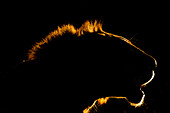 A backlit portrait of a lion, Panthera leo, at sunset. Voi, Tsavo Conservation Area, Kenya.