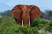 Porträt eines afrikanischen Elefanten, Loxodonta Africana, der in die Kamera schaut. Voi, Tsavo-Nationalpark, Kenia.