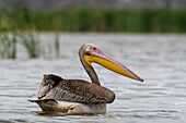 A great white pelican, Pelecanus onocrotalus, on Lake Gipe. Voi, Lake Gipe, Tsavo, Kenya