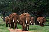 Eine Parade afrikanischer Elefanten, Loxodonta Africana, beim Gehen. Voi, Tsavo, Kenia