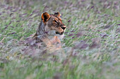 Porträt einer Löwin, Panthera leo, in einem Feld mit lila Gras. Voi, Tsavo, Kenia