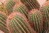 Marrakech, Morocco. Beautiful arid garden filled with cacti, succulents.