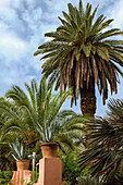 Marrakech, Morocco. Lush, tropical date palm trees.