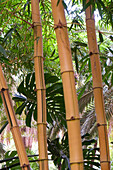 Marrakech, Morocco. Tall stalks of bamboo.
