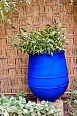 Marrakech, Morocco. Plant life with cobalt blue backdrop.