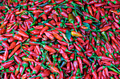 Fes, Marokko. Scharfe rote Chilis werden auf dem Markt verkauft.