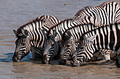 Eine Gruppe von Burchell-Zebras, Equus burchellii, trinkt aus einem Wasserloch. Etosha-Nationalpark, Namibia.
