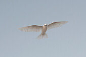 Porträt einer Weiß- oder Feenseeschwalbe, Gygis alba, im Flug. Denis-Insel, Seychellen.