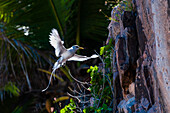 Ein Weißschwanz- oder Gelbschnabeltropikvogel, Phaethon lepturus, im Flug, der sich seinem Nest auf einer Klippe nähert. Insel Fregate, Seychellen.