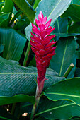 Nahaufnahme einer roten Ingwerblüte. Fregate-Insel, Seychellen.