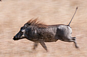 Portrait of a warthog, Phacochoerus aethiopicus, running. Mala Mala Game Reserve, South Africa.