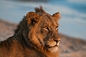 Close-up portrait of a lion, Panthera leo, resting on a river bank. Sand River, Mala Mala Game Reserve, South Africa.