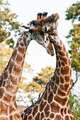 Zwei männliche Südliche Giraffen, Giraffa camelopardalis, beim Sparring. Mala Mala Wildreservat, Südafrika.