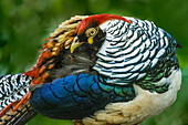 China. Close-up of Lady Amherst's pheasant.