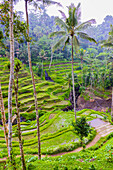 The magnificent Tegallalang Rice Terraces viewed from above in a forest of palm trees. Walking among the many amazing tiers.